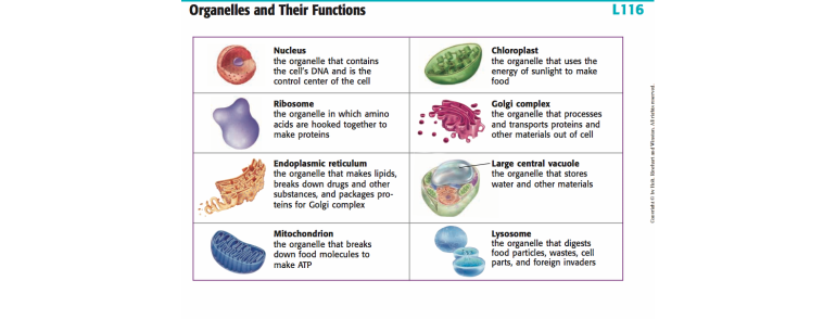 various cell organelles and their functions